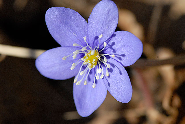 Blåsippan ute i backarna står