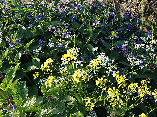 Dags för en tur på sommarängen