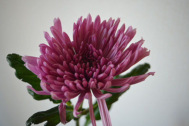 Kom möt mig i natten med skär krysanthem