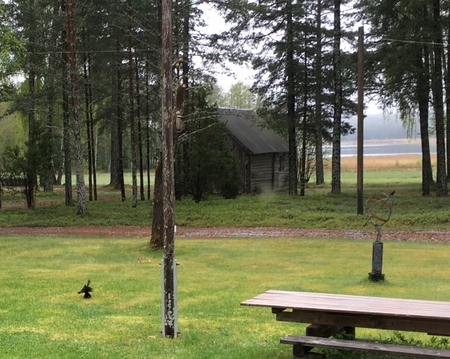 koltrastkamp