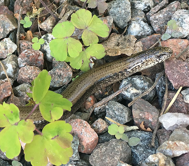 Orm eller ödla