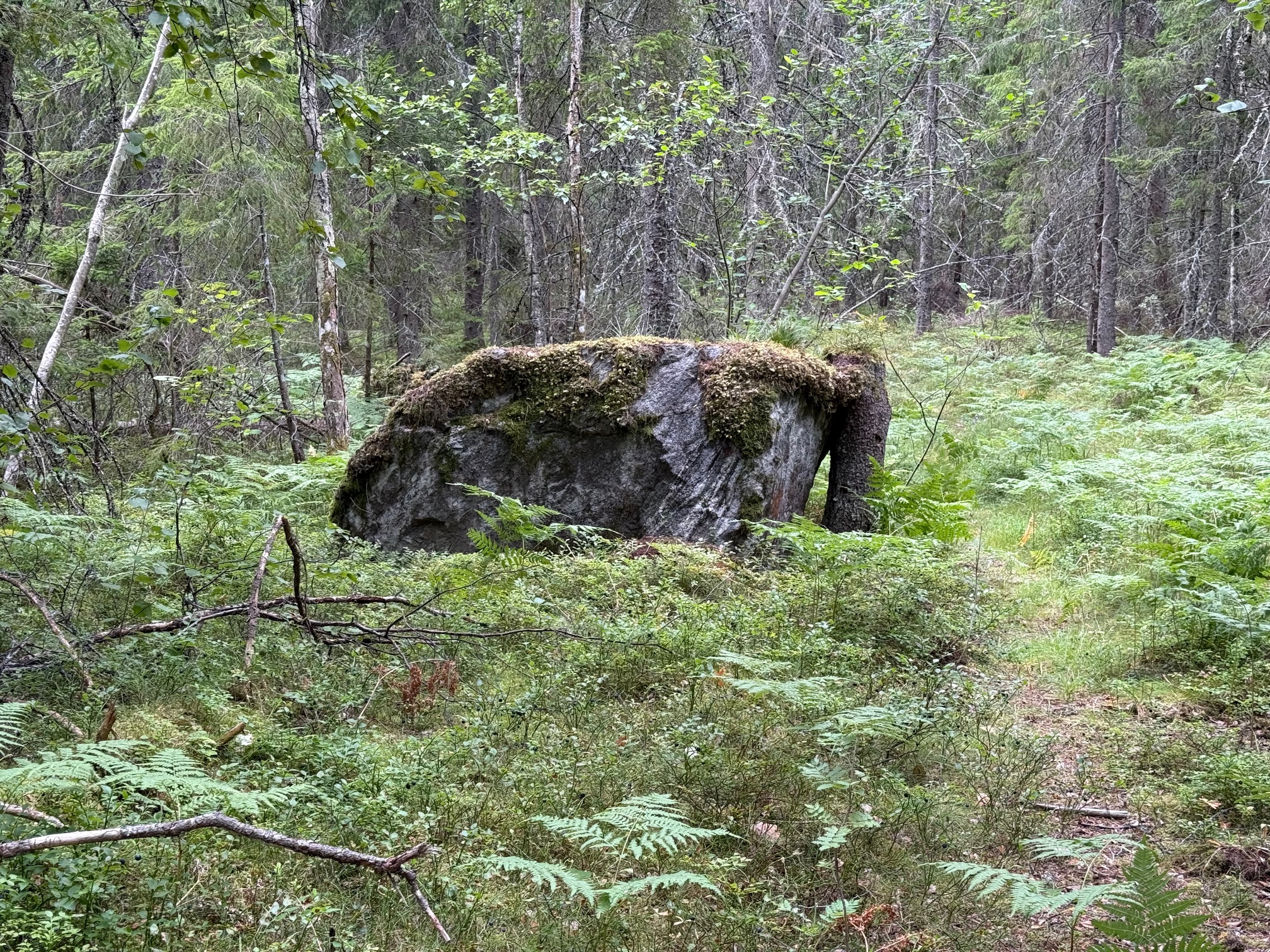 En elefant i sjumilaskogen