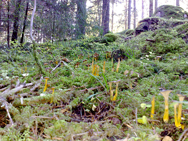 Svampskog, trattkantareller