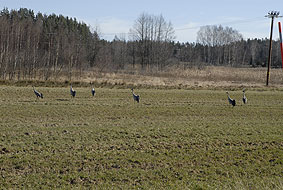 Trandans, Valdemarsvik