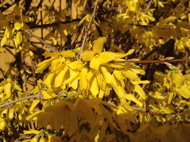 Forsythia